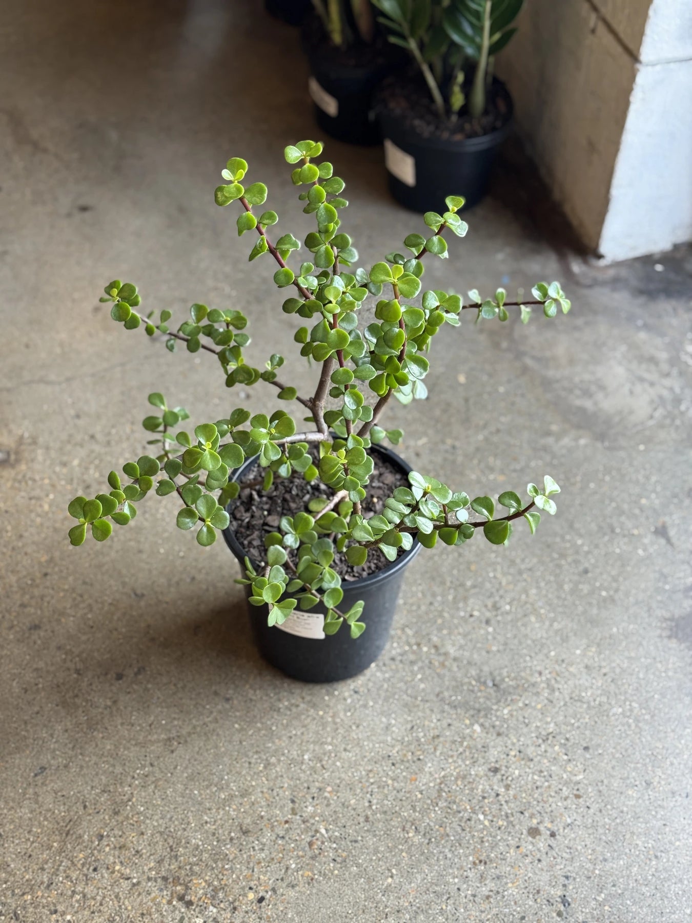 portulacaria afra indoor care Portulacaria Afra 180mm