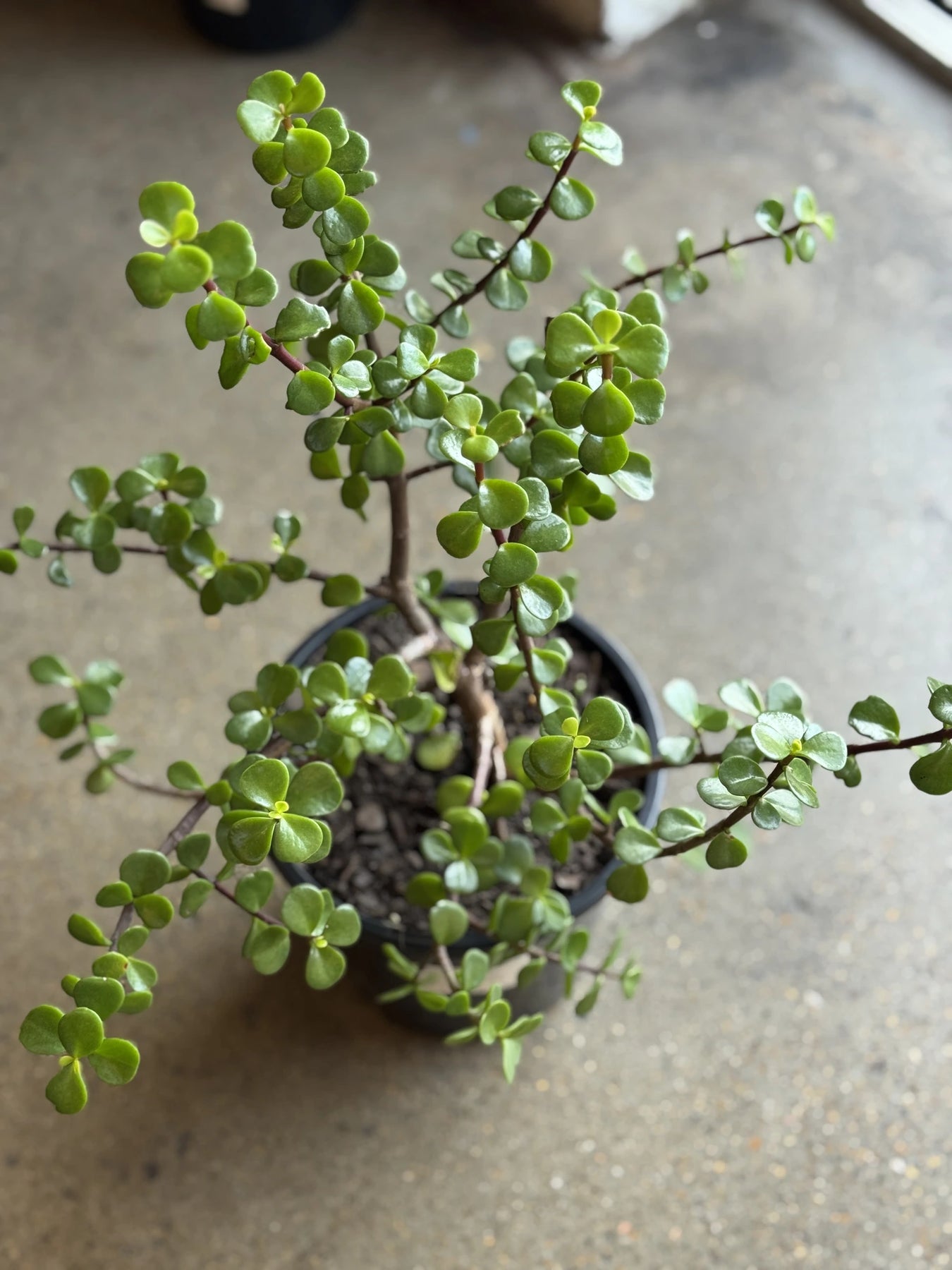 afra jade plant Portulacaria Afra 180mm