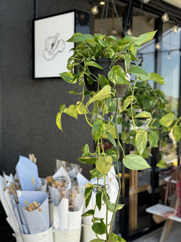 Devils Ivy - Green & Gold Pothos 270mm HB