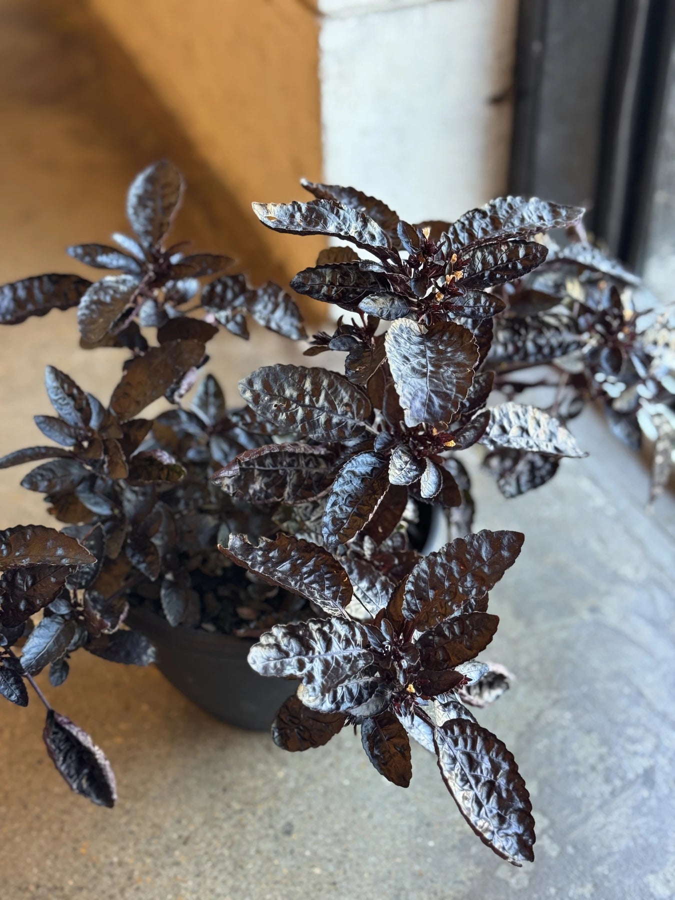 indoor purple waffle plant Hemigraphis "Purple Waffle"
