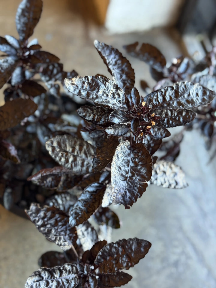 Hemigraphis Alternata "Purple Waffle" 200mm