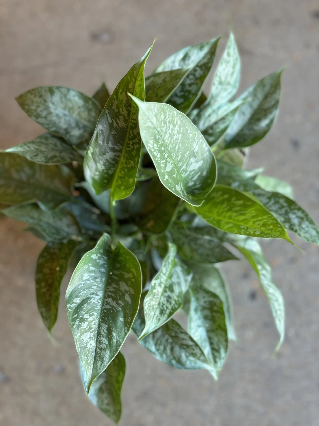 Schismatoglottis Wallichi "Spotty" 120mm