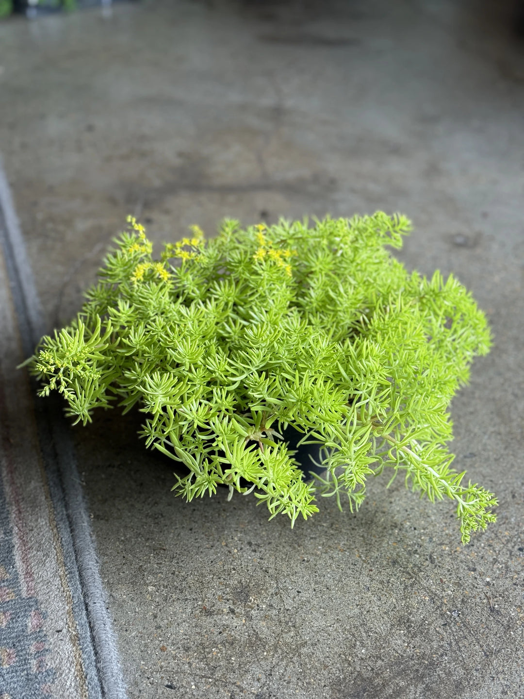 Sedum Gold Mound 200mm