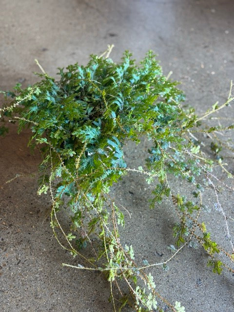 Selaginella Uncinata Blue 150mm