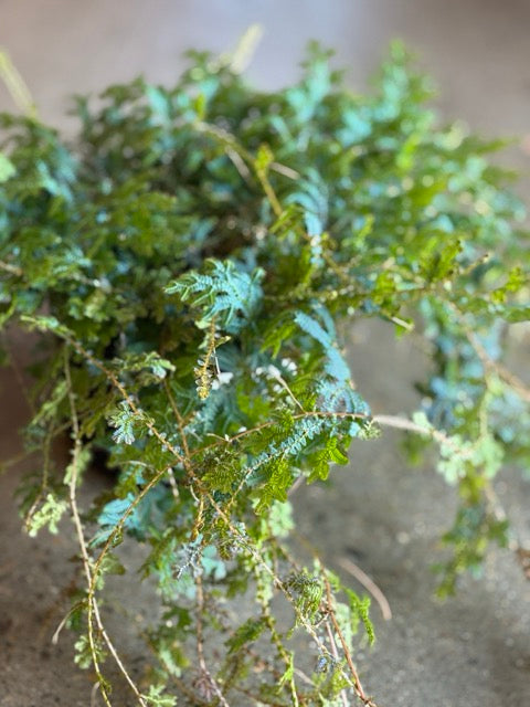 Selaginella Uncinata Blue 150mm
