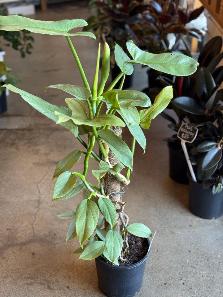 Philodendron Hastatum "Silver Sword" 200mm