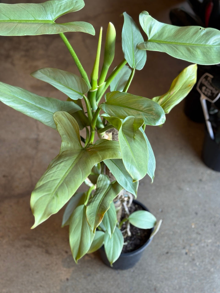 Philodendron Hastatum "Silver Sword" 200mm