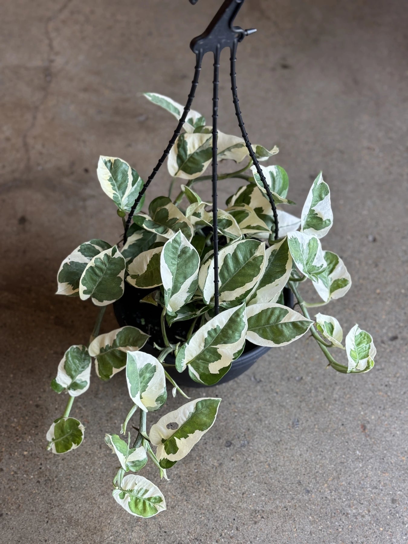 snow pothos plant Snow Queen Pothos