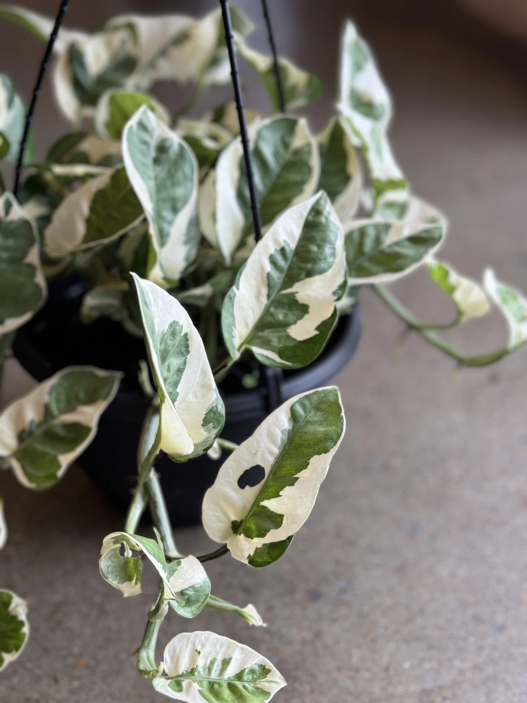 snow queen pothos light Snow Queen Pothos