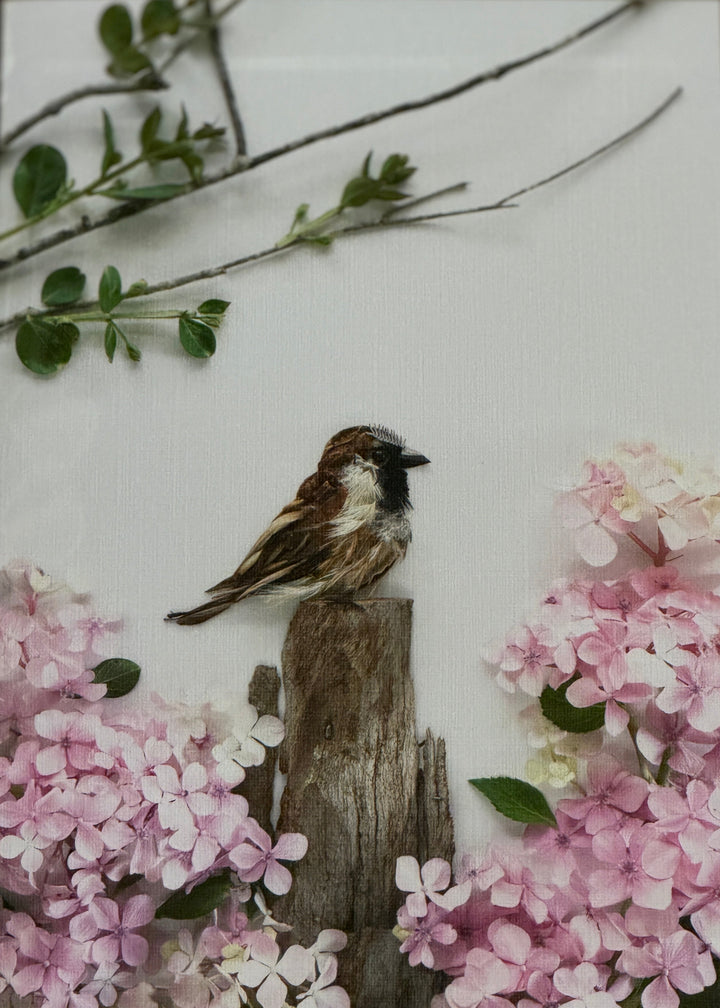 Sparrow Passing Through - Greeting Card