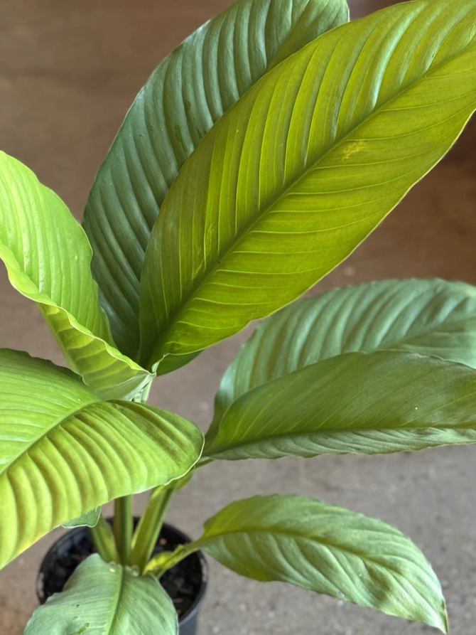blue moon indoor plant Spathiphyllum Blue Moon