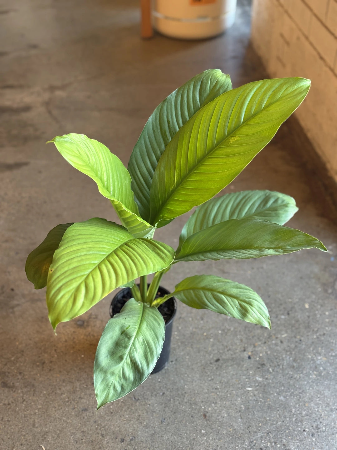 blue moon peace lily flower Spathiphyllum Blue Moon