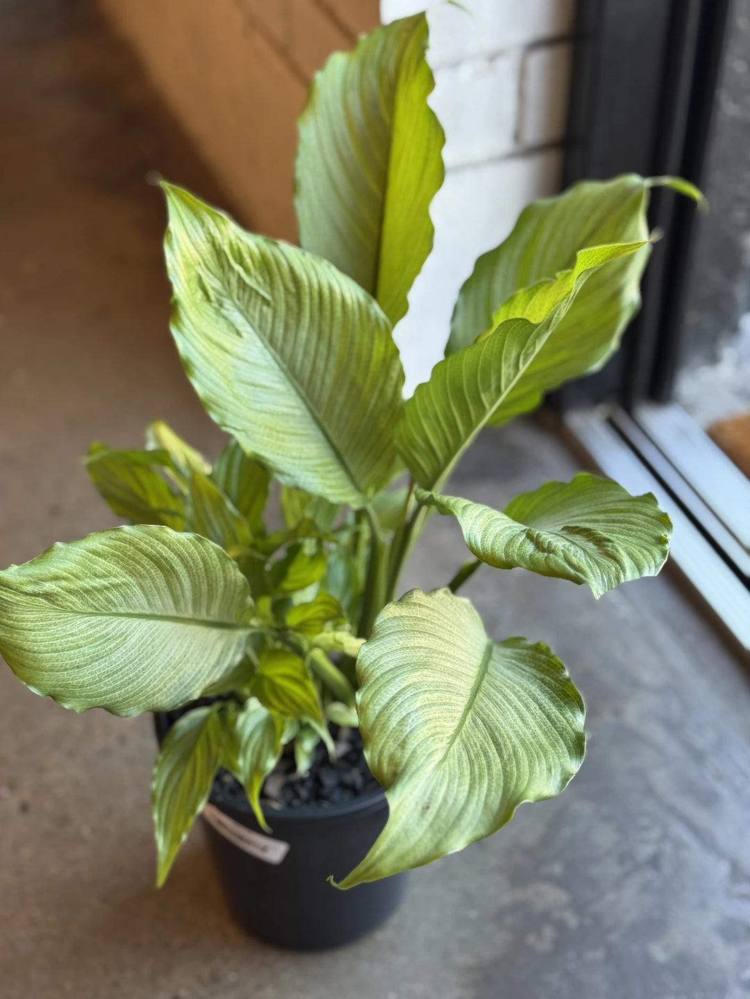 peace lily bunnings Spathiphyllum Platinum Mist