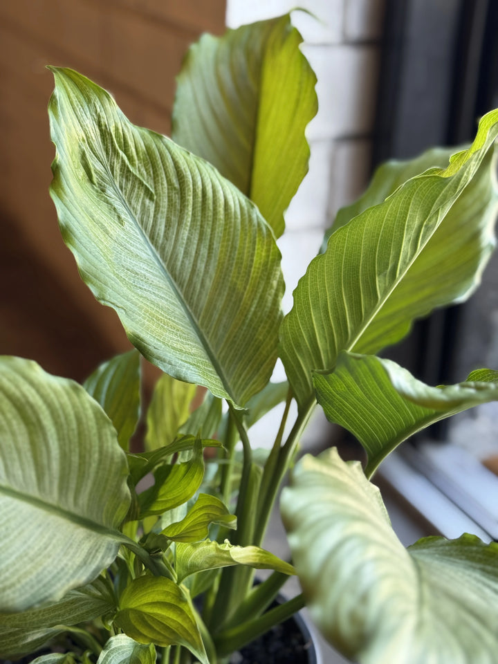 Spathiphyllum "Platinum Mist" 180mm