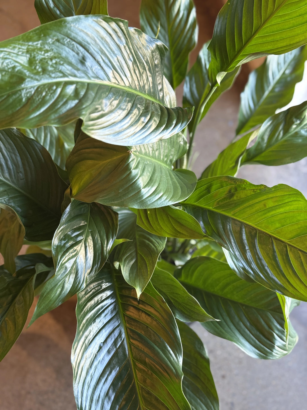 Spathiphyllum 'Seventh Heaven' 300mm