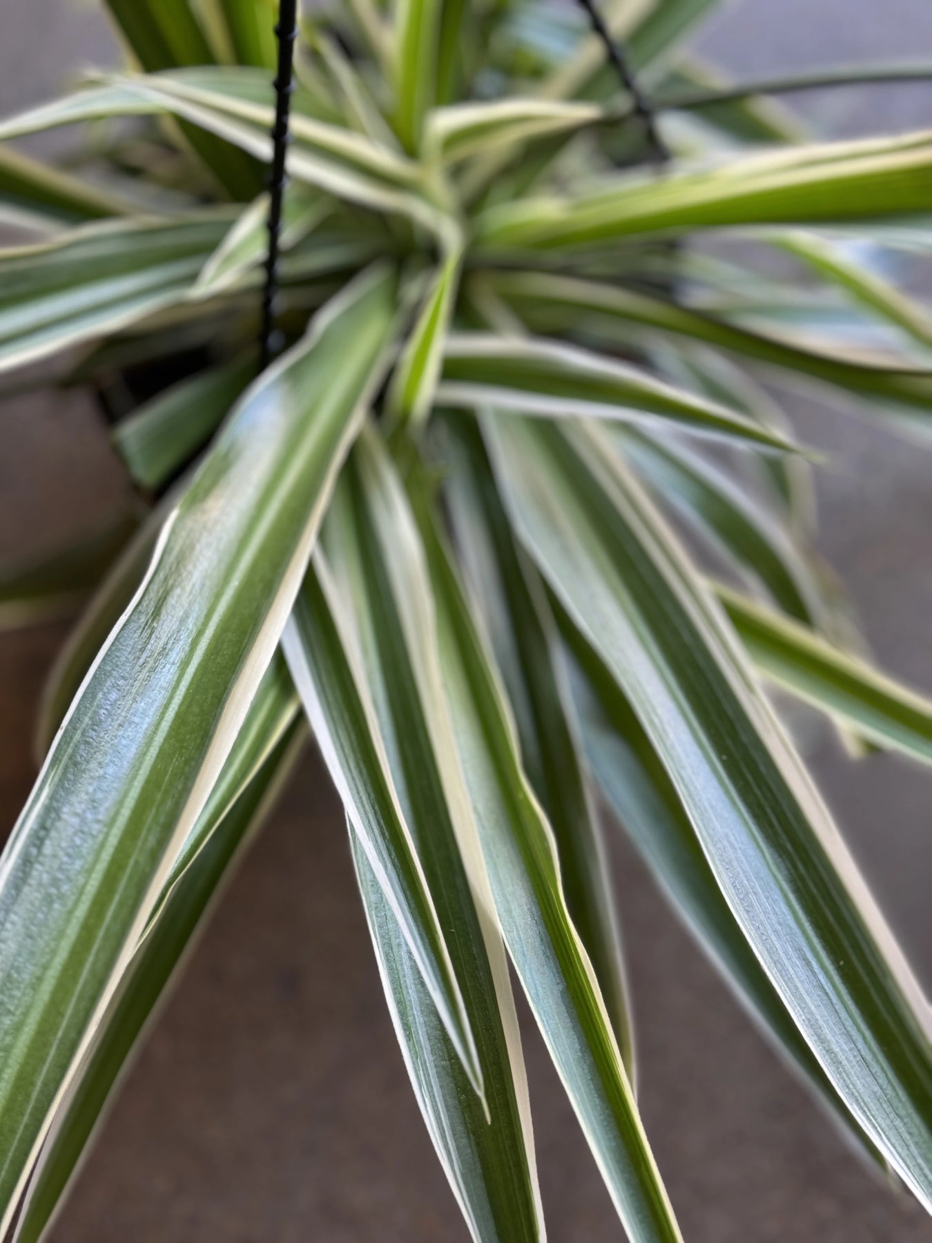 chlorophytum ribbon plant Chlorophytum "Spider Plant"