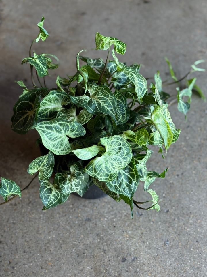 Syngonium Batik 180mm