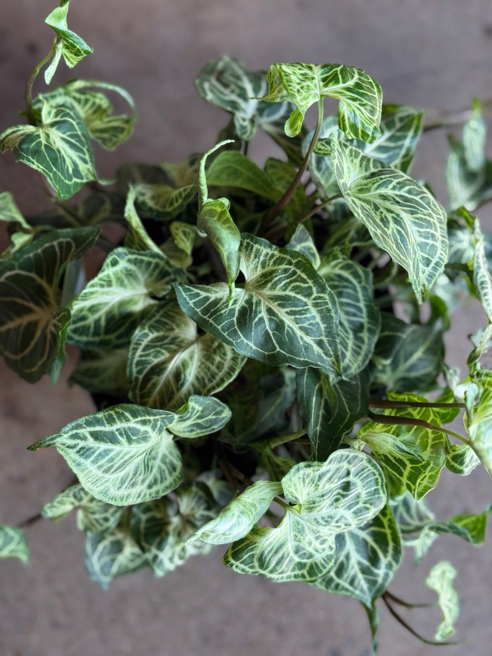Singonis INDOOR PLANT SHOP | UNVEILING POPPY – Unveiling Poppy