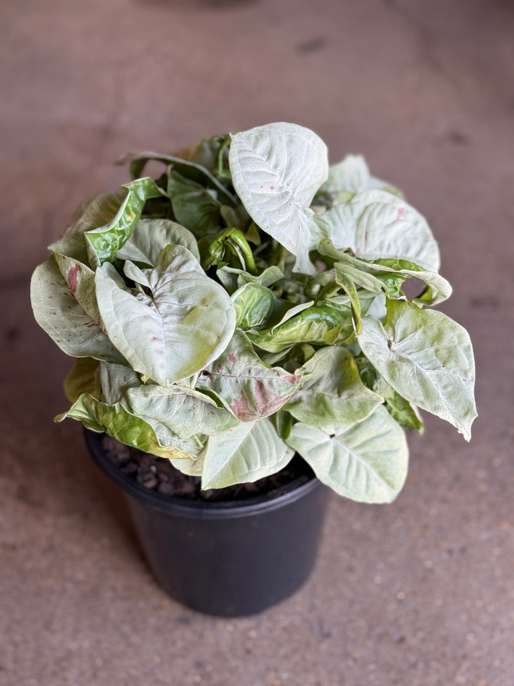 Syngonium Milk Confetti 180mm