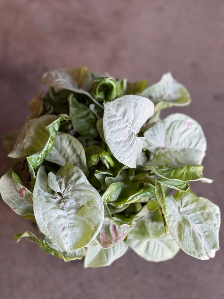 Syngonium Milk Confetti 180mm