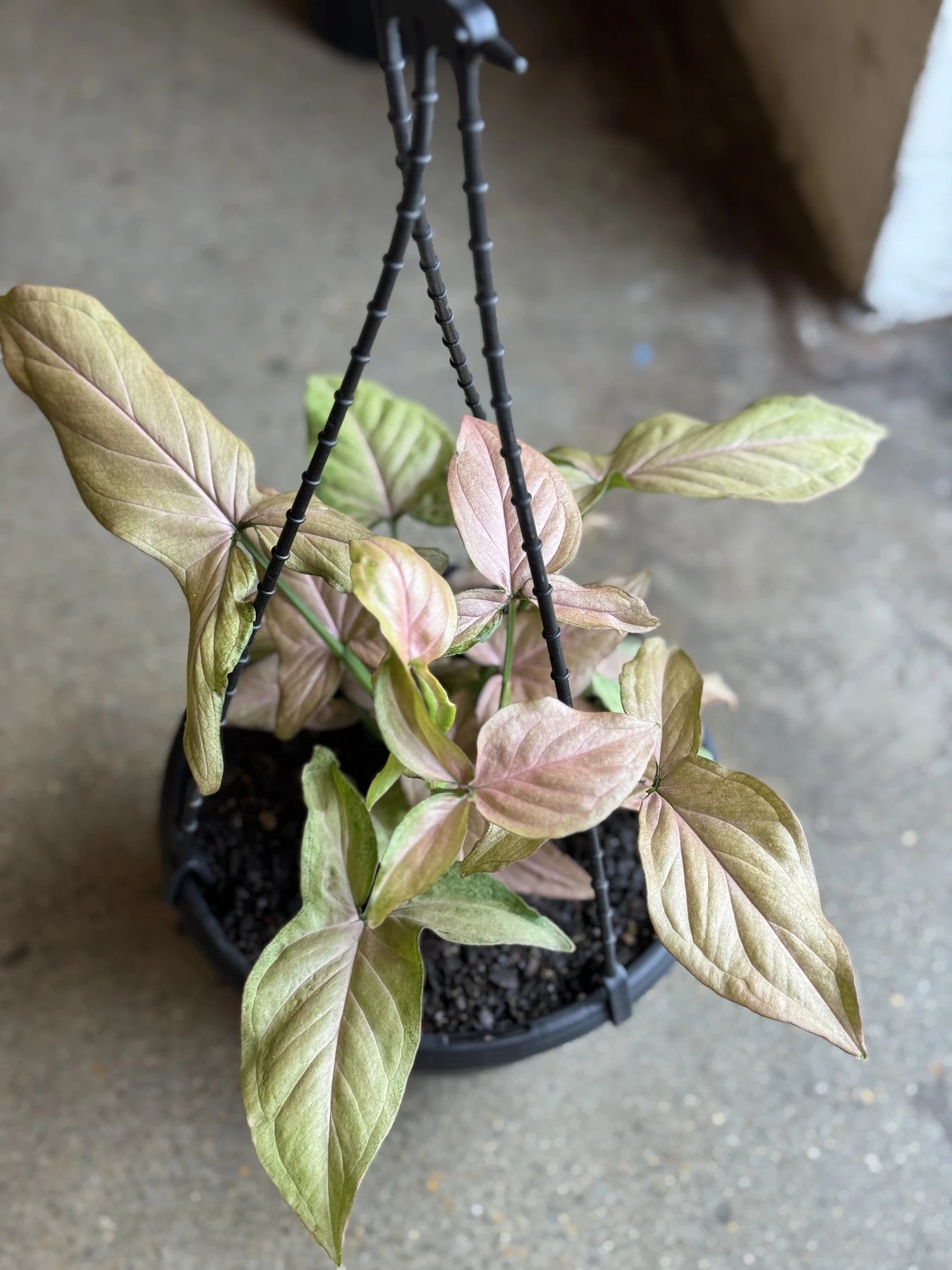 is syngonium an indoor plant Syngonium Pink Perfection