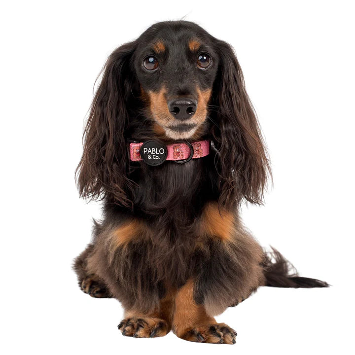 Teddies: Collar