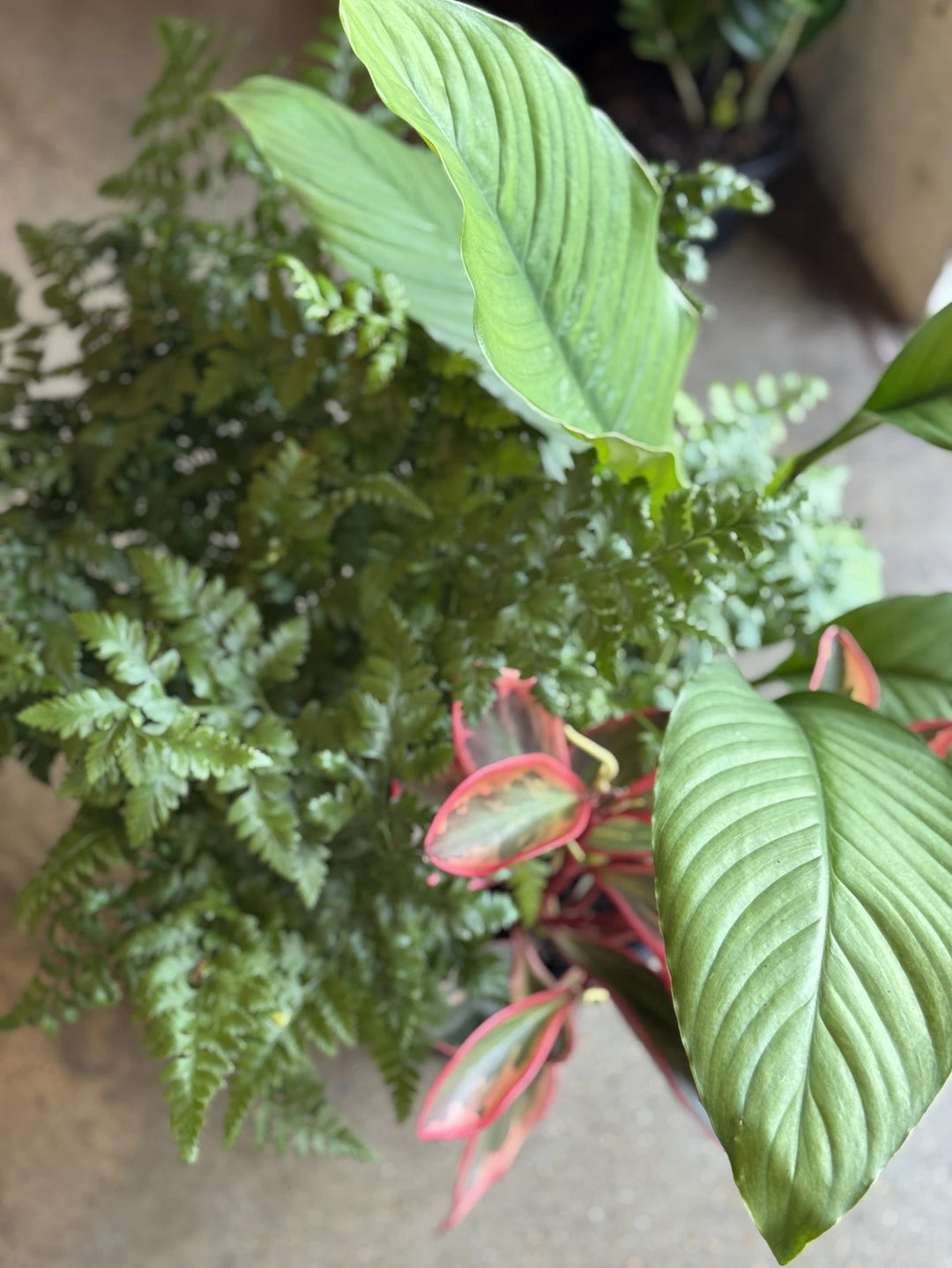 Triple Planted Indoor Mix 250mm