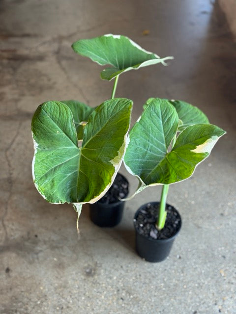 mickey mouse plant indoor Xanthosoma albo-marginata 'Mickey Mouse'