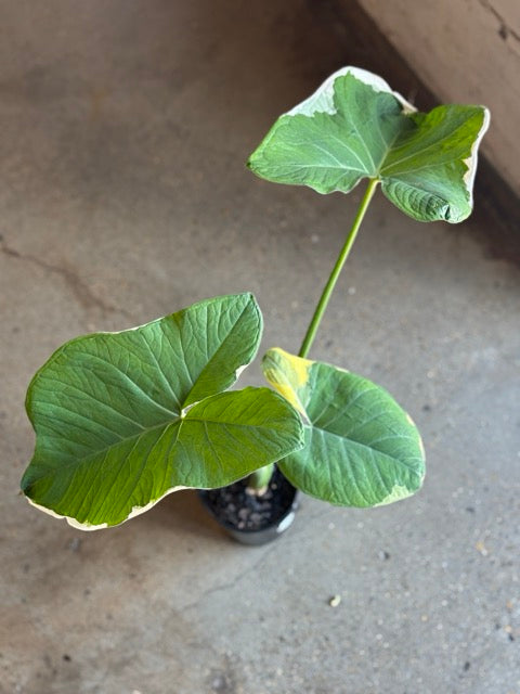 Xanthosoma Albo Marginata "Mickey Mouse" 140mm