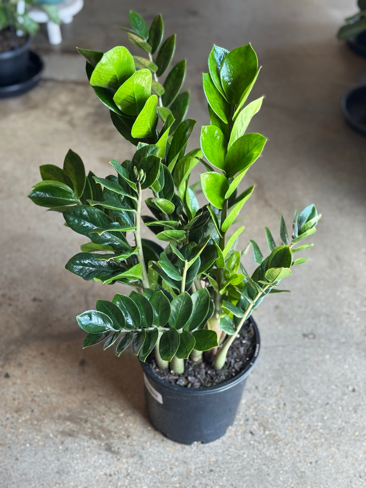Zanzibar Gem Zamiifolia 200mm