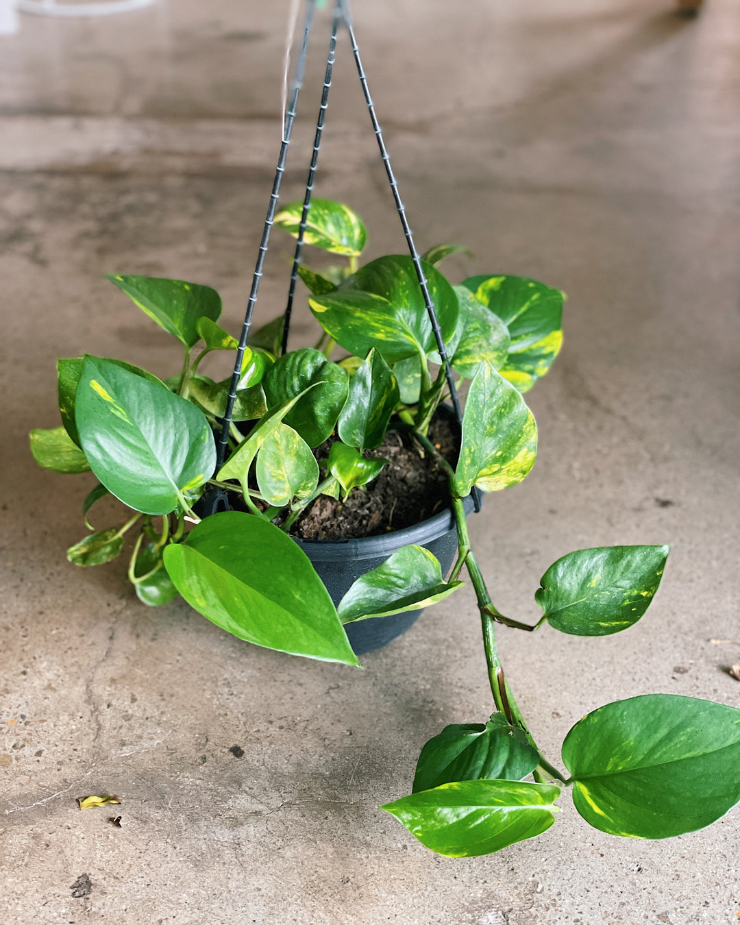 Devils Ivy (Green & Gold) Pothos 200mm HB