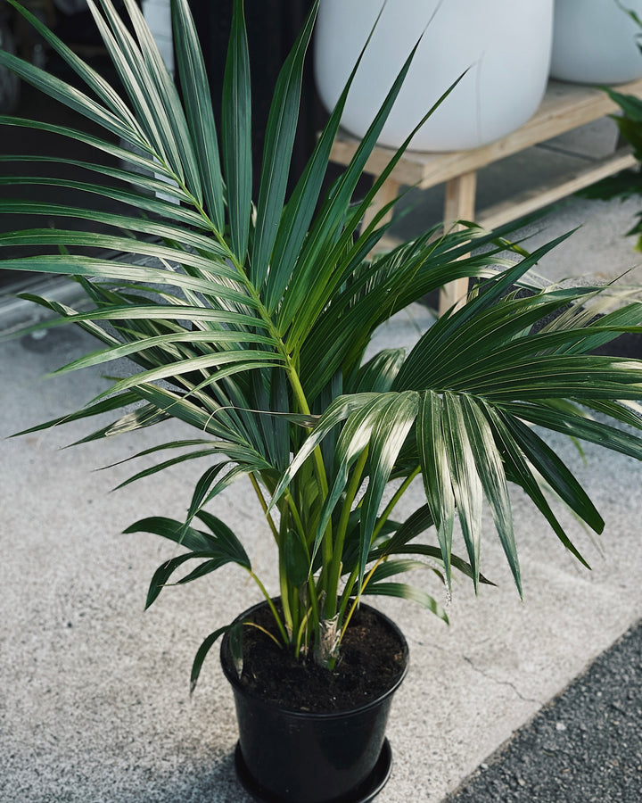 Kentia Palm 250mm