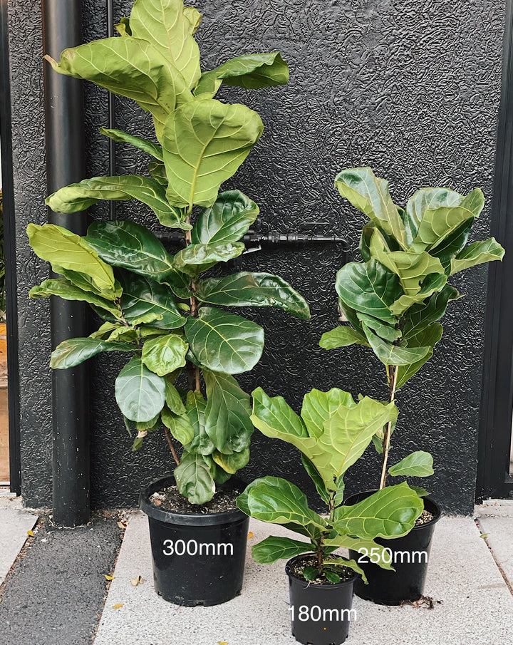 Ficus Lyrata "Fiddle Leaf" 250mm