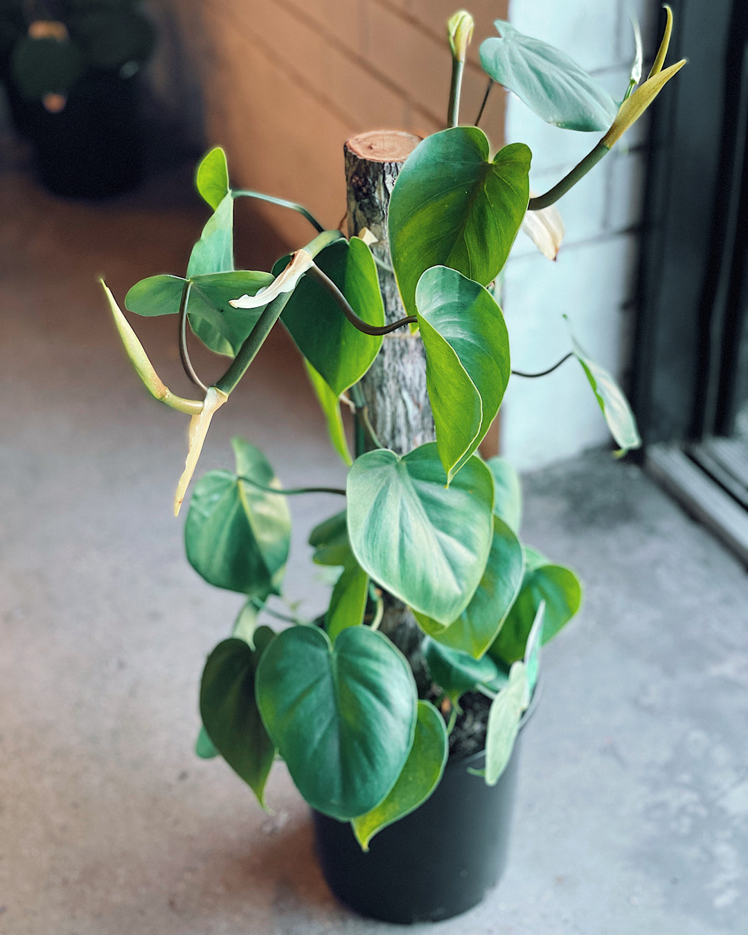 Philodendron Cordatum Totem 200mm