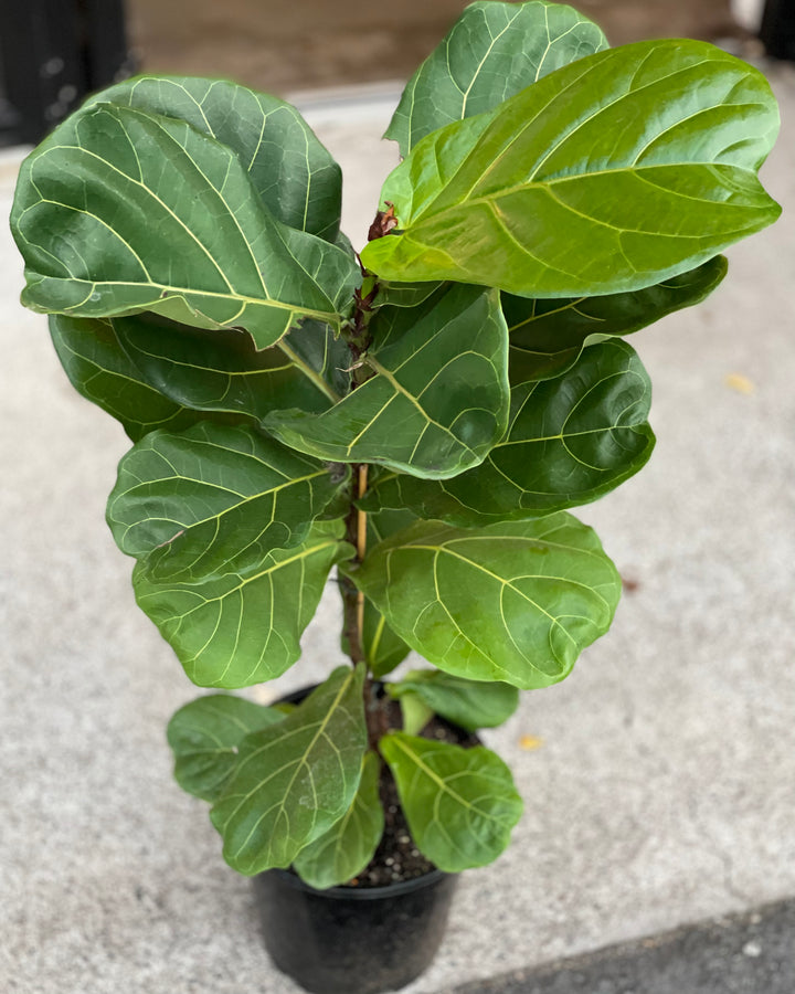 Ficus Lyrata "Fiddle Leaf" 250mm
