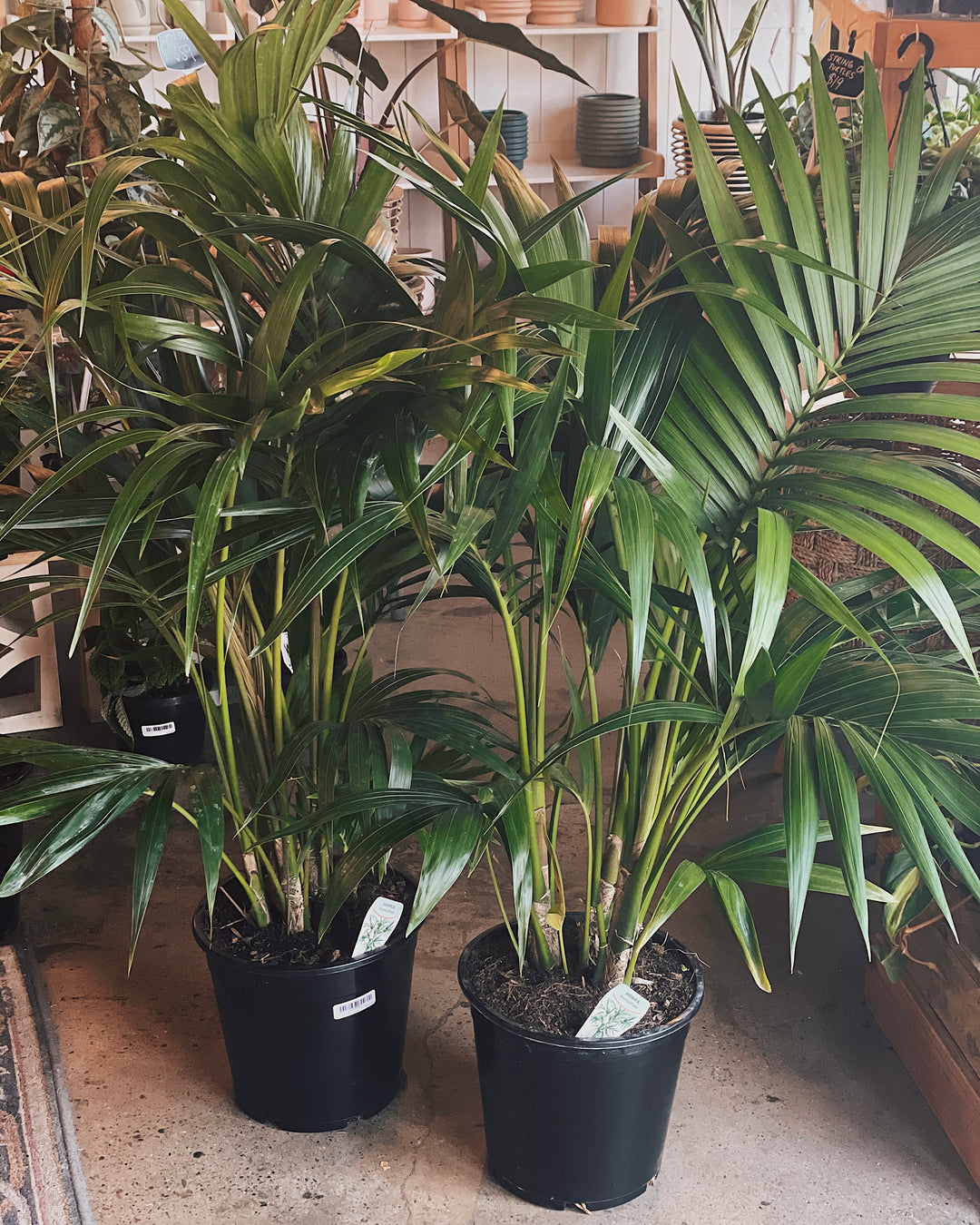 Kentia Palm 250mm