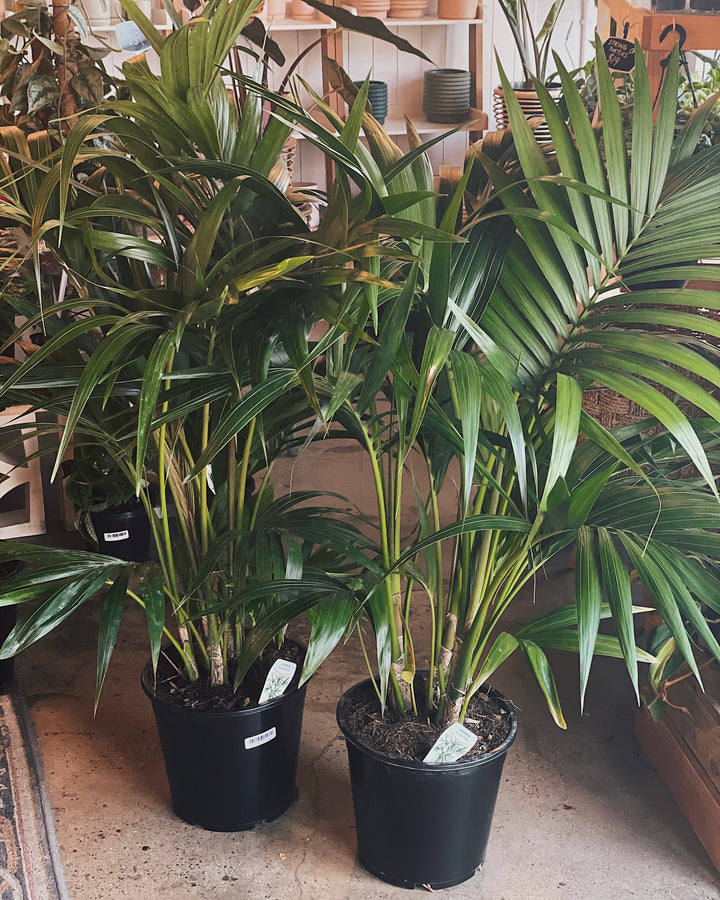 Kentia Palm 250mm