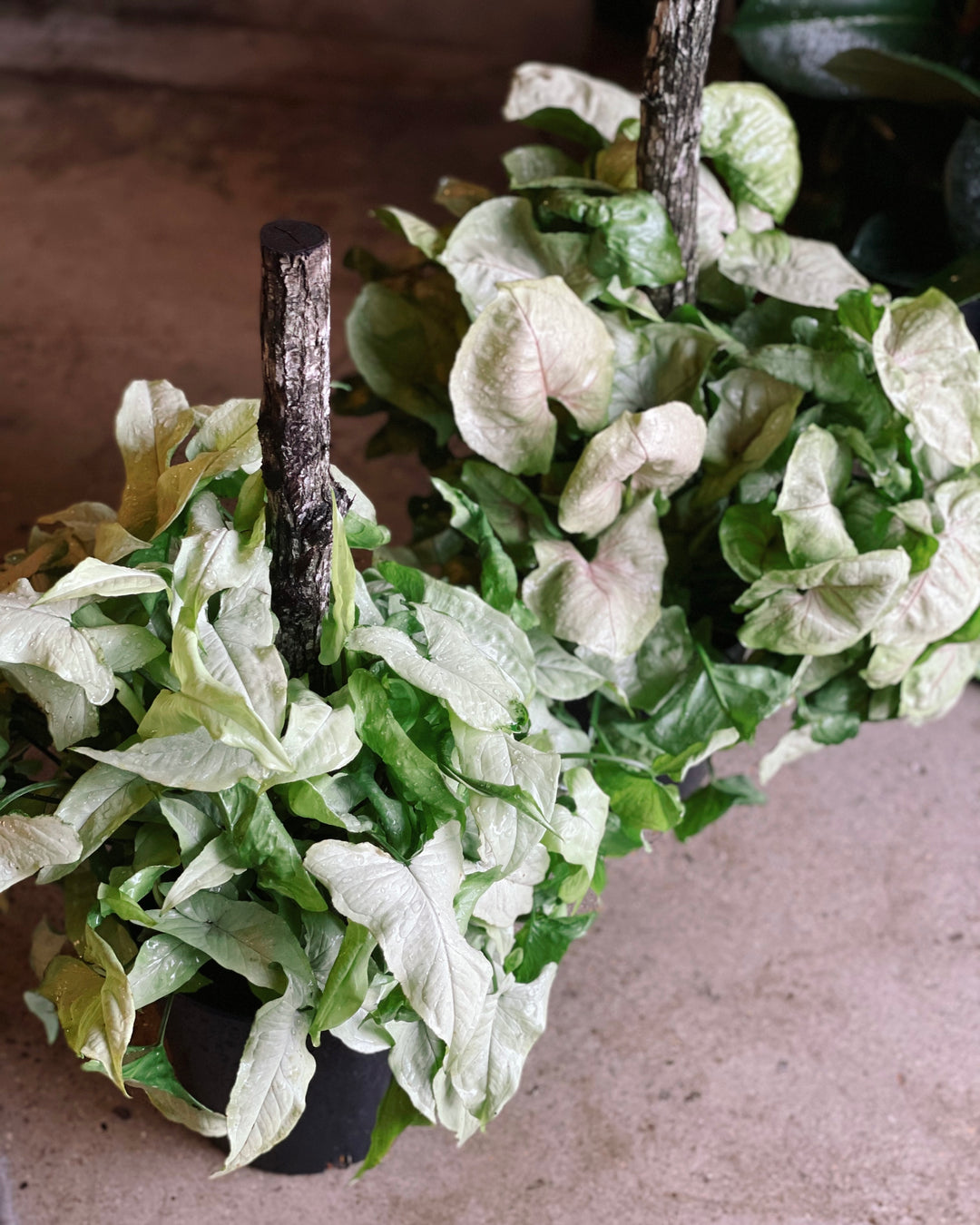 Syngonium Totem 200mm