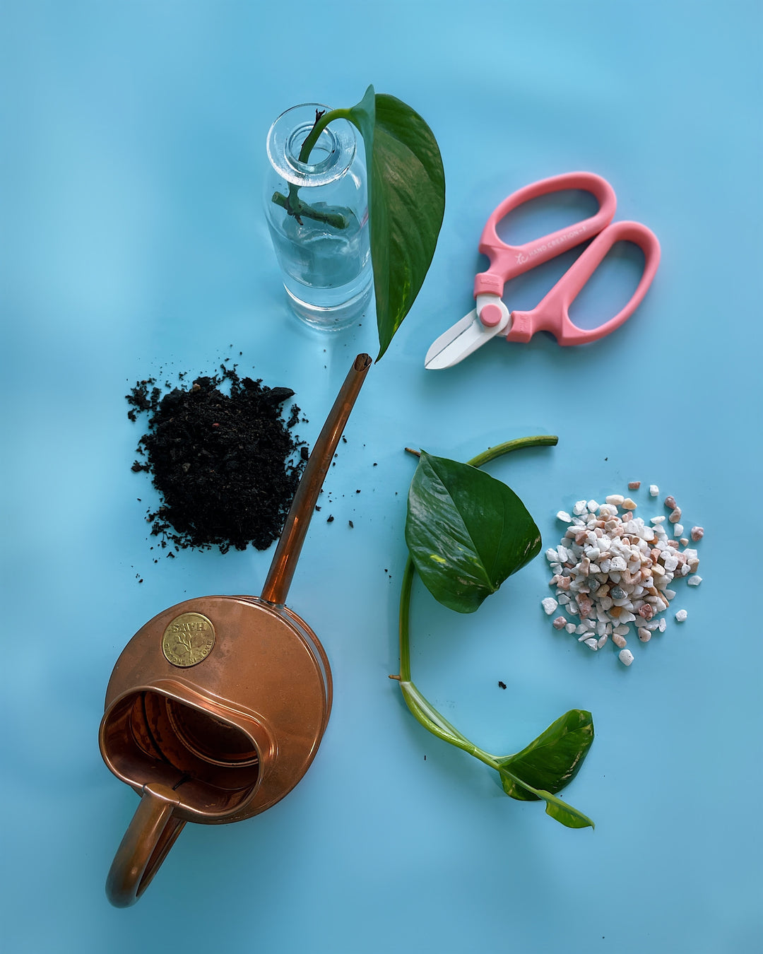 Plant Care & Propagation 101 Workshop